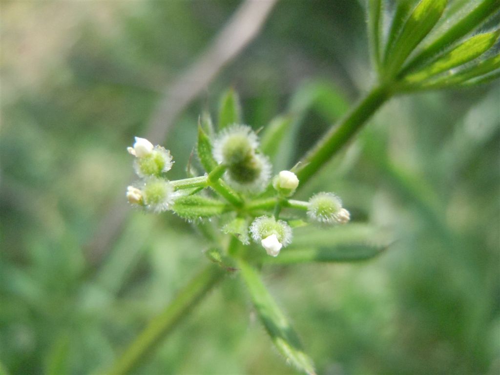 Galium aparine / Caglio asprello